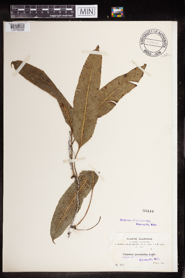 Polypodium glaucophyllum image