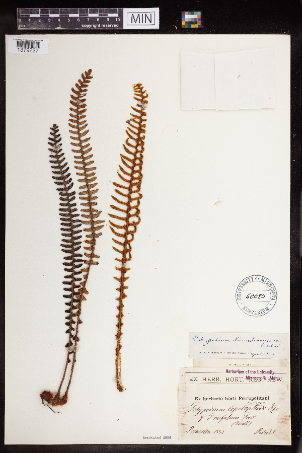 Polypodium hirsutissimum image