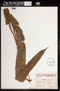 Polypodium phyllitidis image