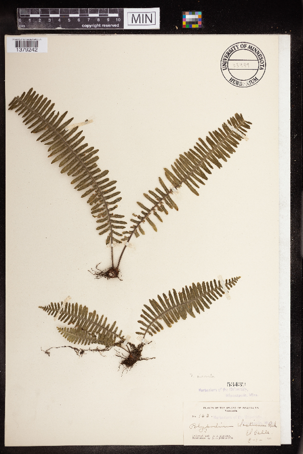 Polypodium plumula image