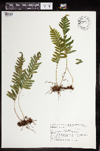 Polypodium vulgare image