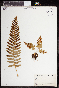 Polypodium vulgare image