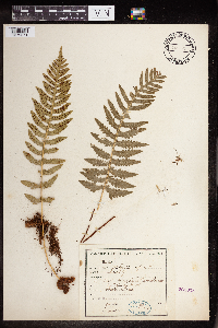 Polypodium vulgare image