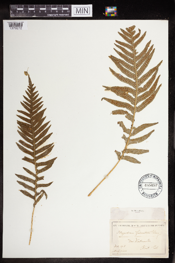 Polypodium vulgare image