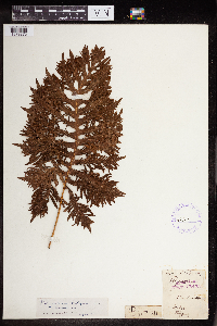 Polypodium vulgare image