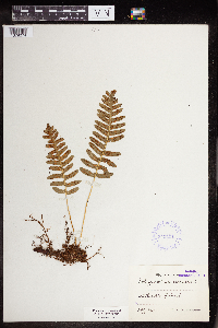 Polypodium vulgare image