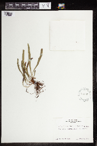 Phymatosorus pustulatus image