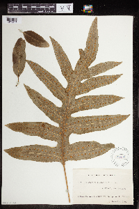 Phymatosorus pustulatus subsp. pustulatus image