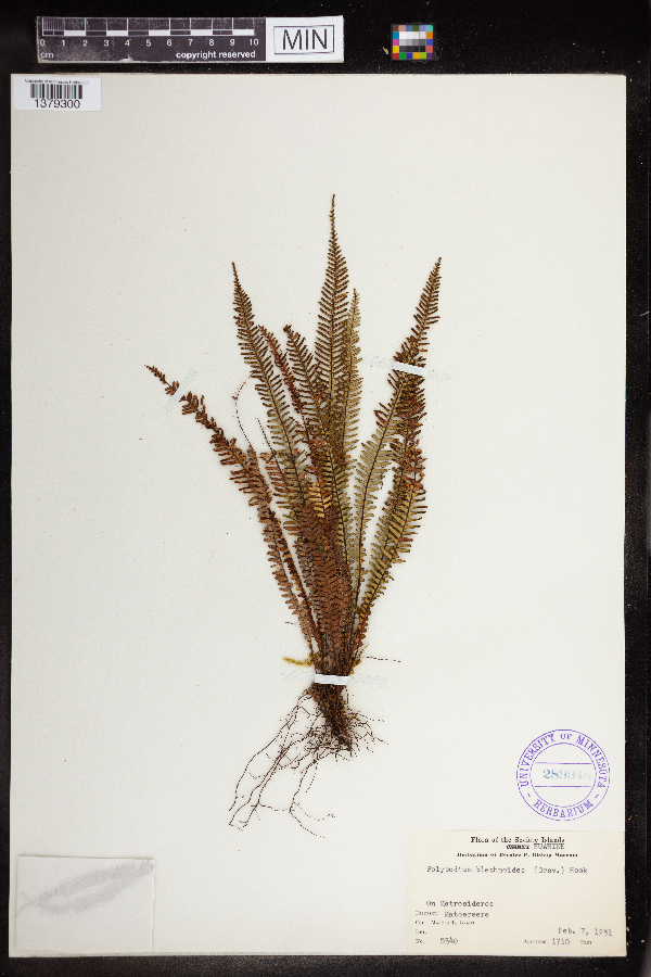 Polypodium blechnoides image