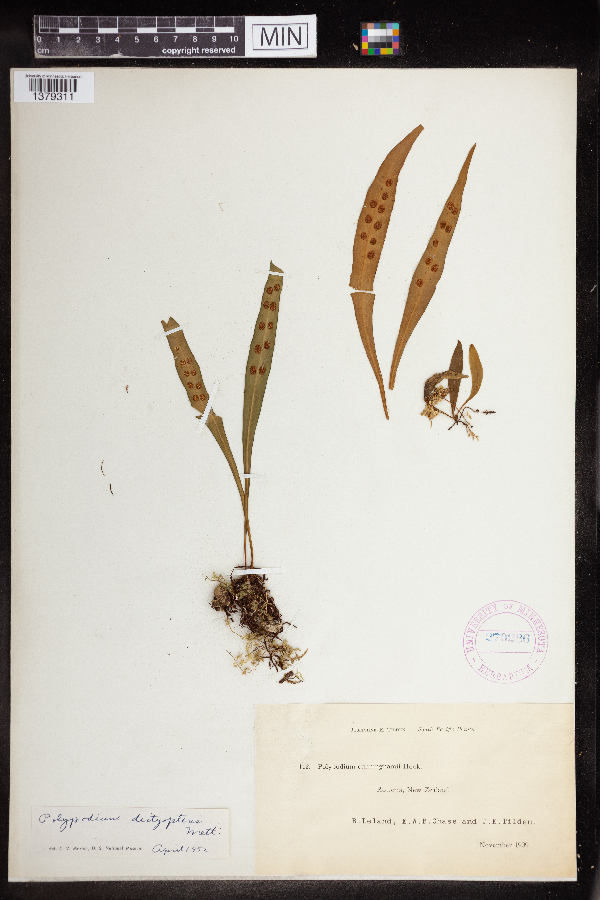 Polypodium dictyopteris image