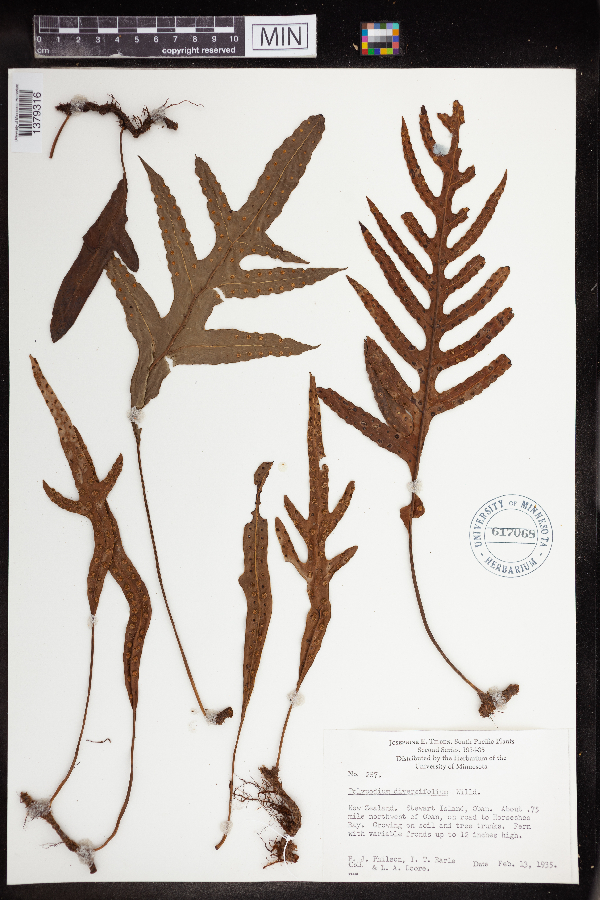 Phymatosorus diversifolius image