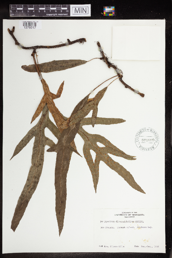 Polypodium diversifolium image