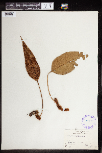 Polypodium fecioides image