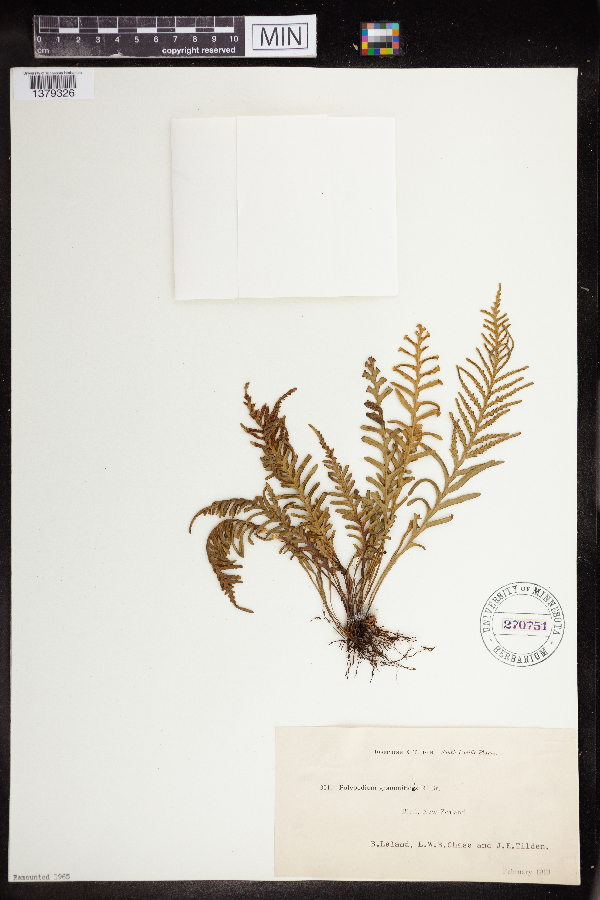 Notogrammitis heterophylla image