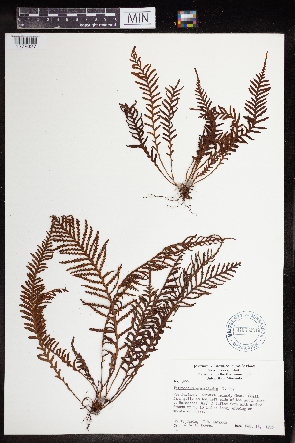 Polypodium grammitidis image