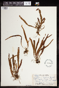 Polypodium hookeri image