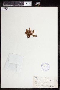 Polypodium hymenophylloides image