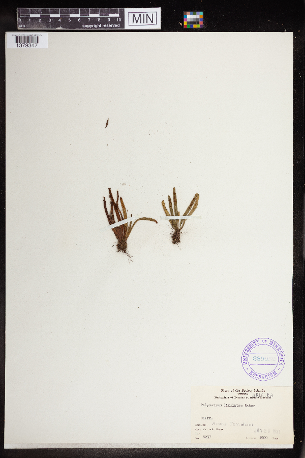 Oreogrammitis ligulata image