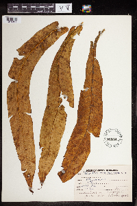 Microsorum membranifolium image