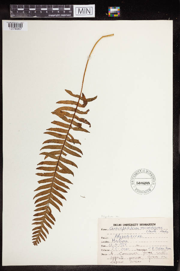 Polypodium microrhizoma image