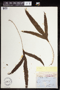 Microsorum membranifolium image