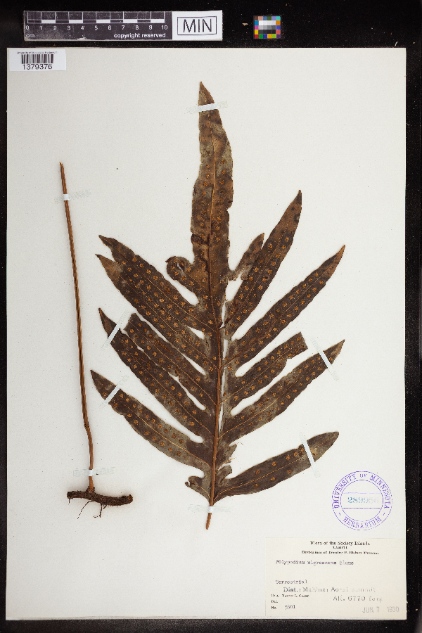 Microsorum membranifolium image