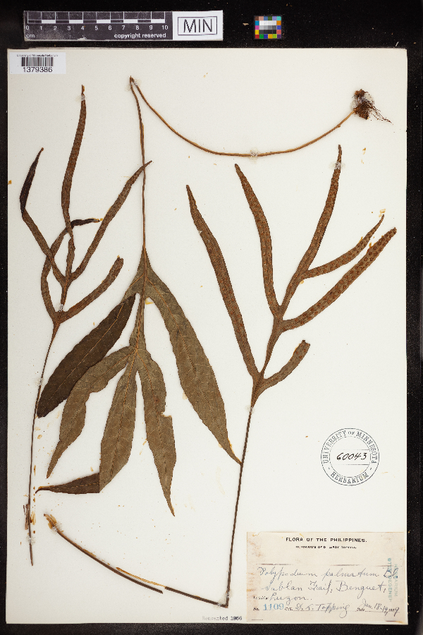 Polypodium palmatum image