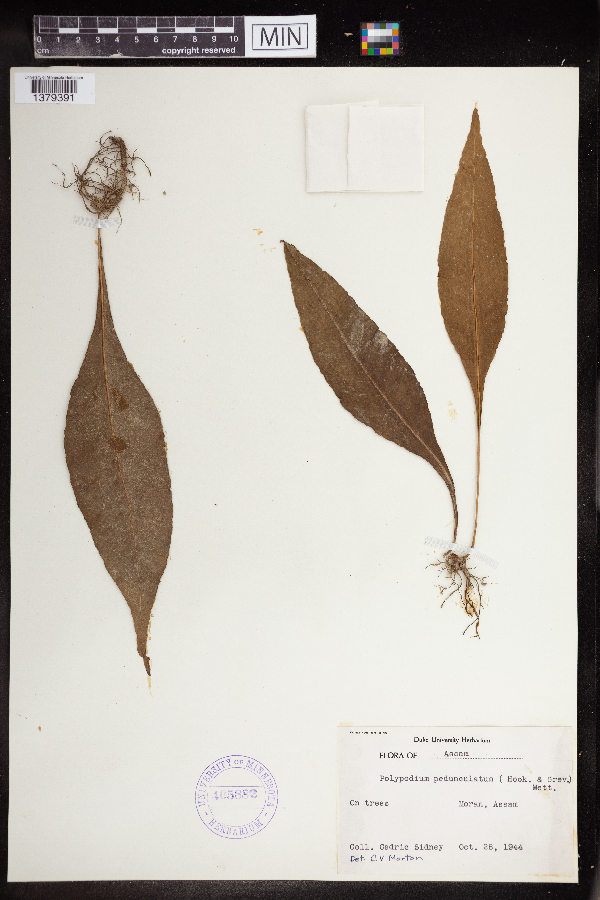 Polypodium pedunculatum image