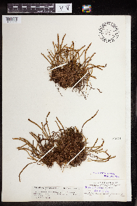 Polypodium pseudogrammatis image