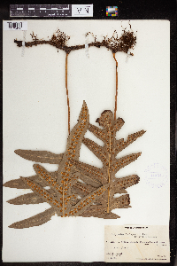 Polypodium scolopendria image