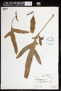 Polypodium scolopendria image