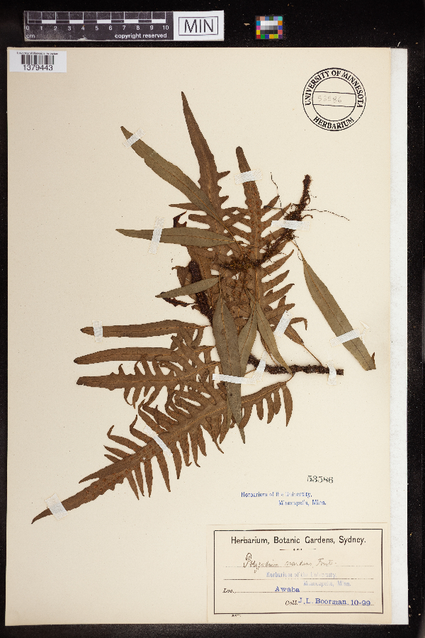 Polypodium scandens image