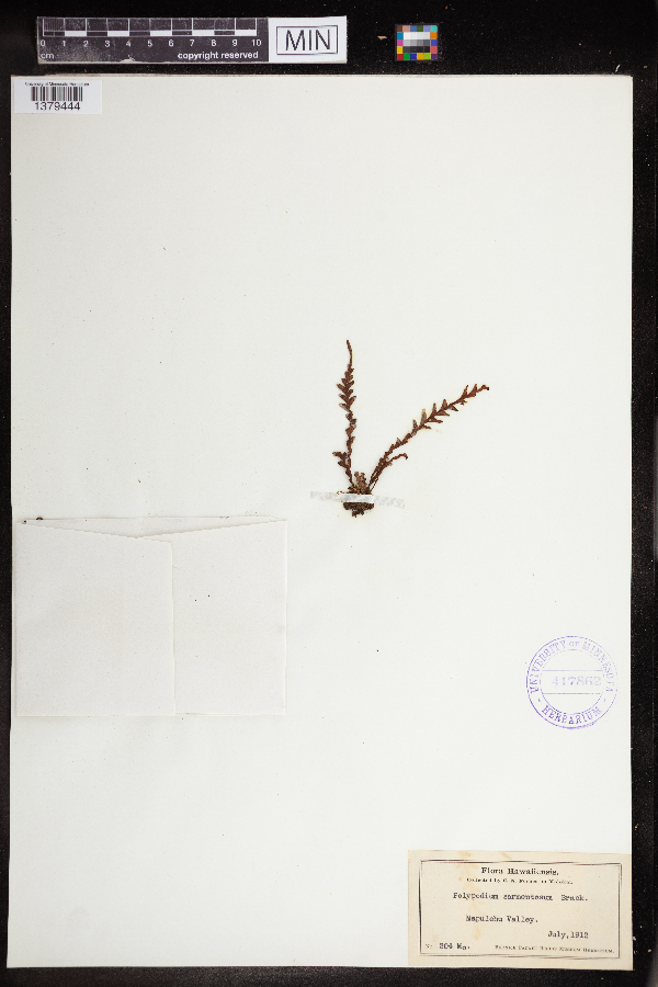 Polypodium sarmentosum image