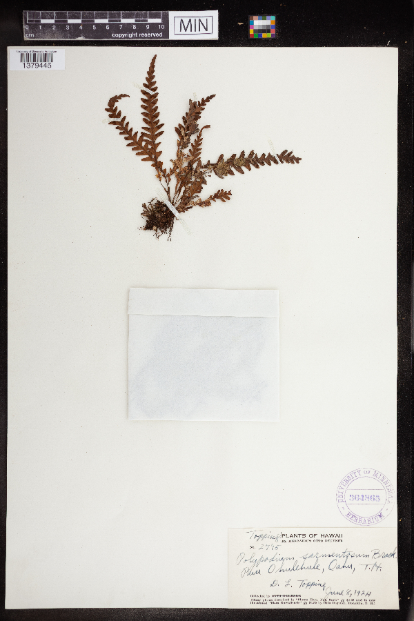 Polypodium sarmentosum image