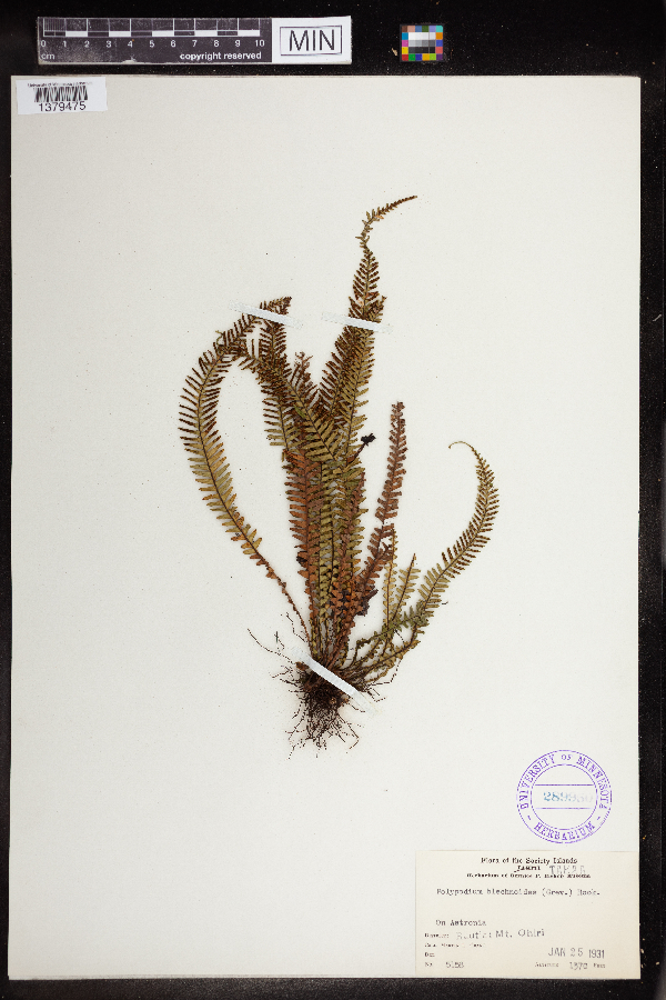 Polypodium blechnoides image
