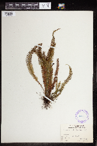 Polypodium blechnoides image