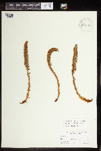 Polystichum andersonii image