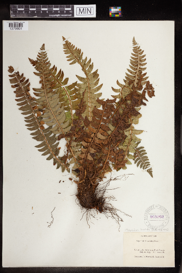 Polystichum lonchitis image