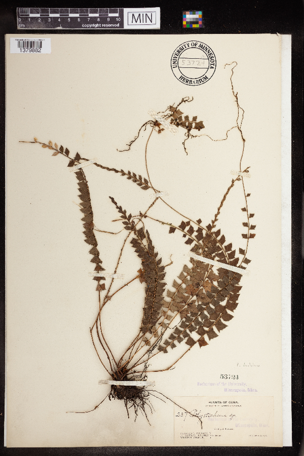 Polystichum ilicifolium image