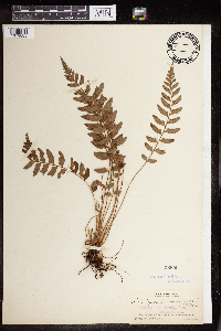 Polystichum triangulum subsp. mucronatum image