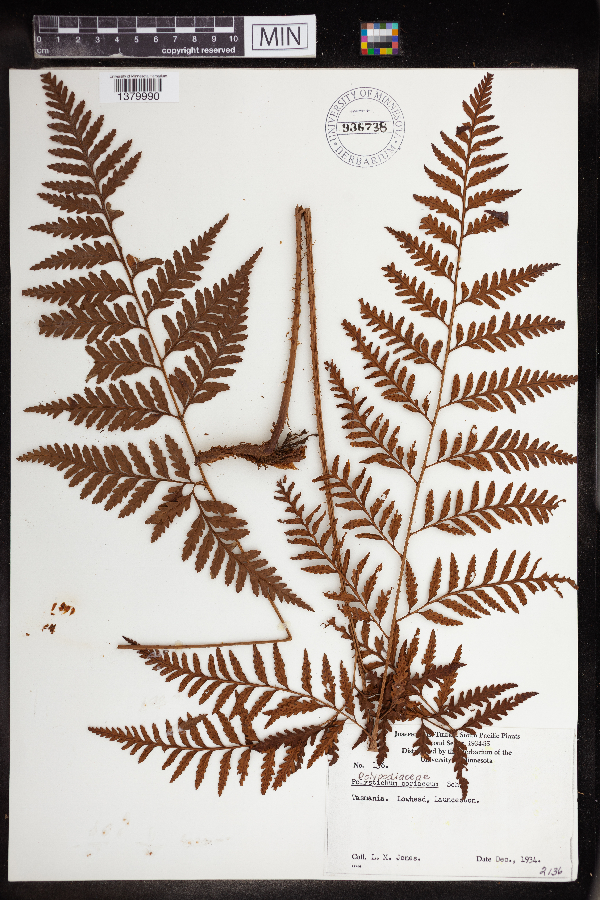 Polystichum coriaceum image