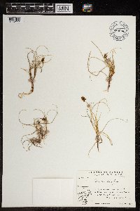 Carex maritima image