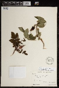 Rosa acicularis subsp. sayi image