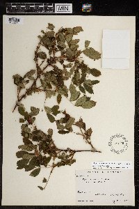 Rosa acicularis subsp. sayi image