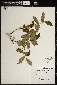 Rosa acicularis subsp. sayi image