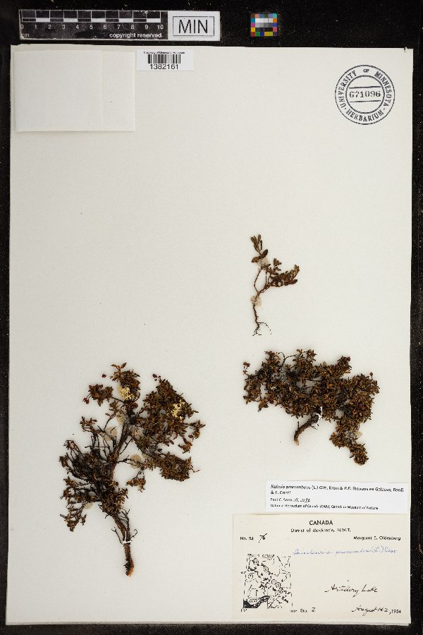 Kalmia procumbens image