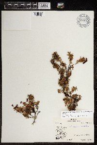 Kalmia procumbens image