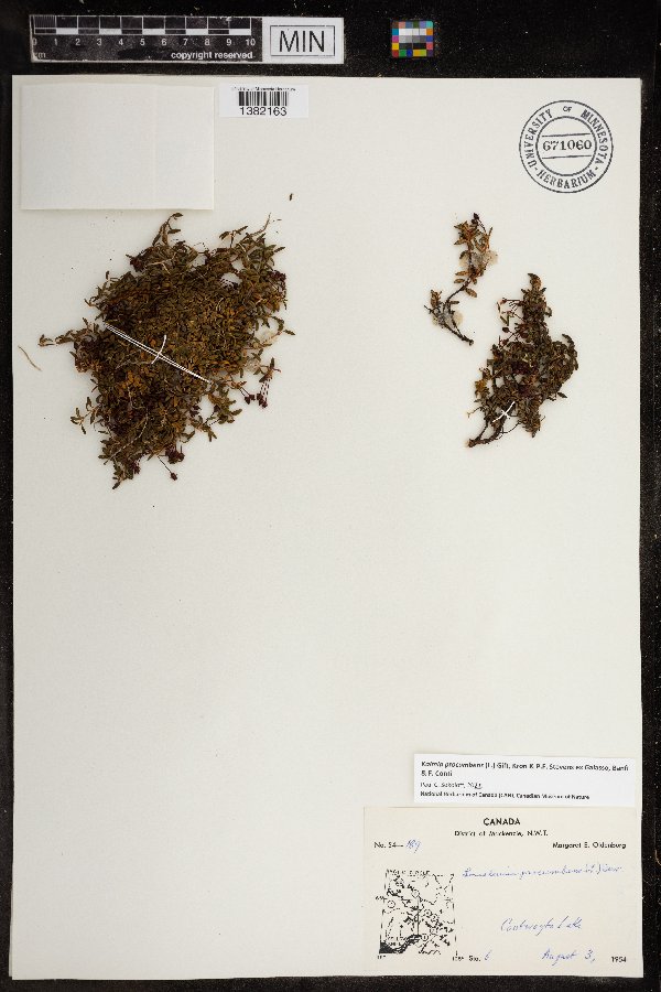 Kalmia procumbens image