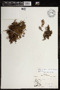 Kalmia procumbens image