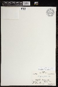 Micranthes foliolosa image